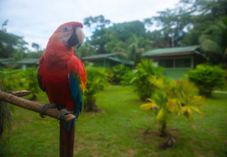 2-Day All Inclusive Guided Jungle Tour from Iquitos - The first night at Maniti Eco-Lodge
