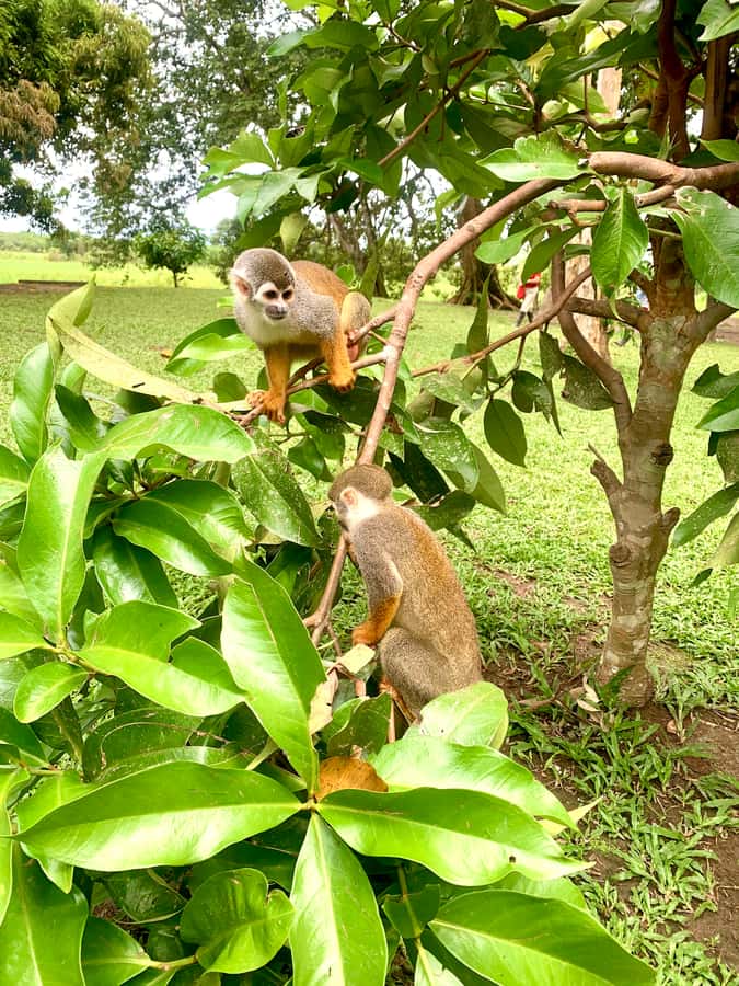2-Day All Inclusive Guided Jungle Tour from Iquitos - Monkey Island and close wildlife encounters