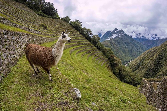 2-Day Short Inca Trail to Machu Picchu - Free time, viewpoints, and Huayna Picchu