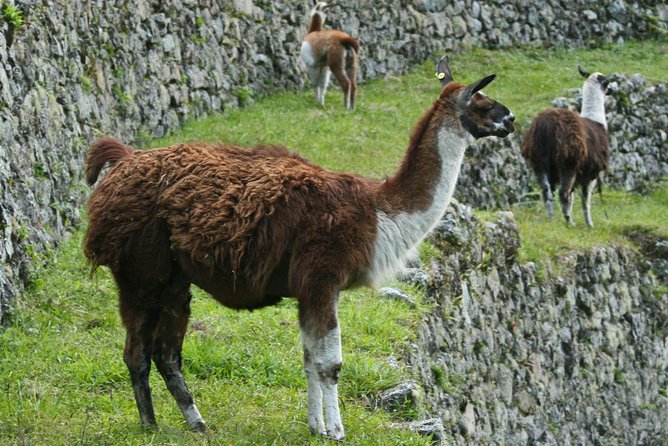 2 Day - Short Inca Trail to Machu Picchu - Group Service - The 5:30am bus and the two-hour Machu Picchu tour