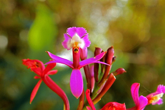 2 Day - Short Inca trail to Machu Picchu - Private Services - Walking to Wiñay Wayna