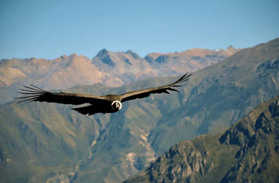 2-Day Tour Colca Canyon in Arequipa with end in Puno - Alpacas, bofedales, and the 4,800-meter viewpoint