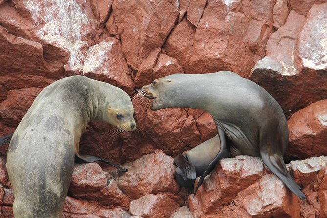 2-Hour Tour to the Ballestas Islands from Puerto San Martín - Why the Ballestas Islands make a strong short excursion