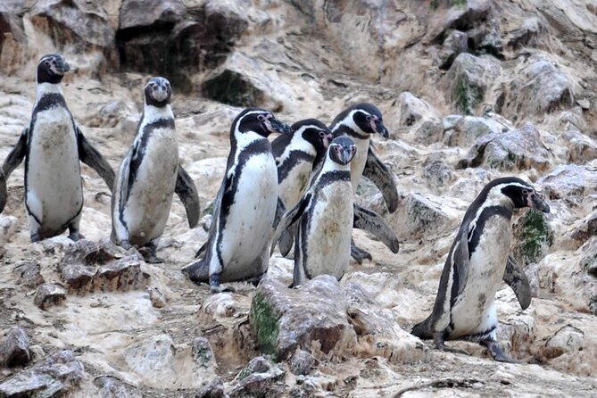 2-Hour Tour to the Ballestas Islands from Puerto San Martín - Timing, meeting point, and group size