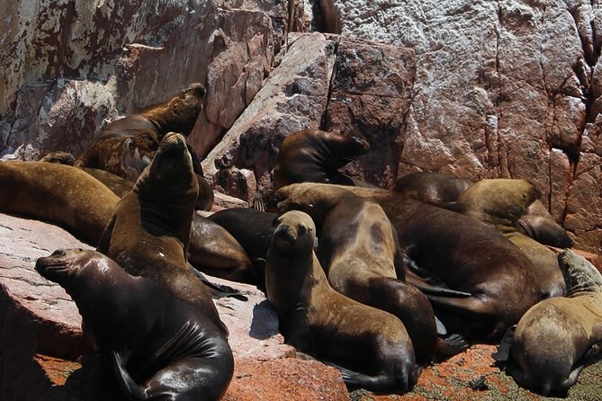 2-Hour Tour to the Ballestas Islands from Puerto San Martín - What to bring for a better ride