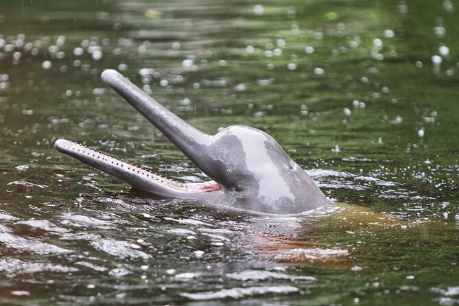3-Day All Inclusive Guided Jungle Tour from Iquitos at Maniti Eco-Lodge - Piranha fishing and Victoria Regia
