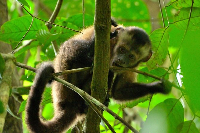 3-Day Eco-Sustainable Private Tour Manu National Park - From Cusco to the Kosnipata Valley