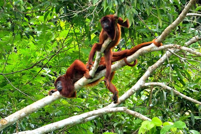 3-Day Eco-Sustainable Private Tour Manu National Park - Fitness, weather, and what to pack