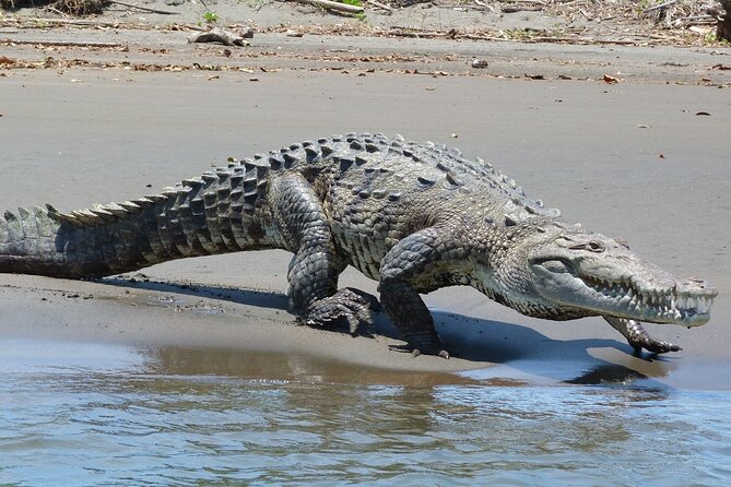 4 Day Tambopata Jungle Tour with Local Guide - What the lodge is really like