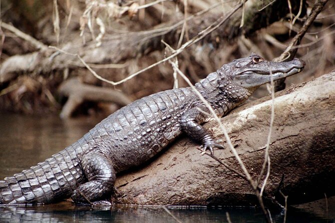 4 Day Tambopata Jungle Tour with Local Guide - Is $360 a good value?