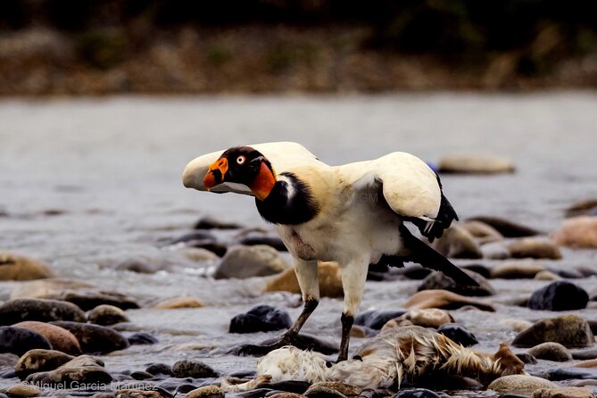 4 Day Tour to the Manu National Park - Day two on the Alto Madre de Dios River