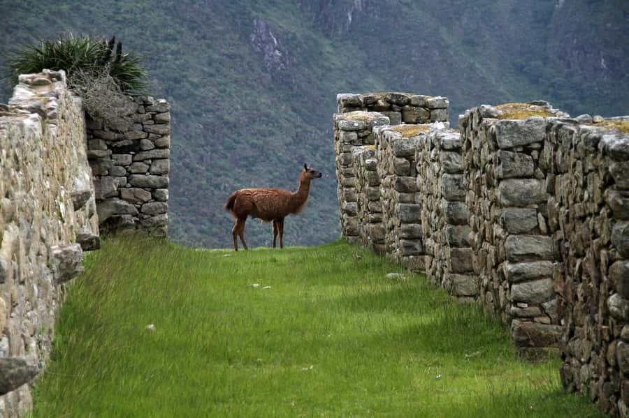 5-Day Classic Salkantay Trek to Machu Picchu return by Train - Key points at a glance