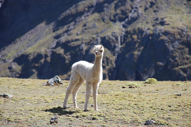 5 Day - Salkantay trek to Machu Picchu - Group Service - What the guides and crew add