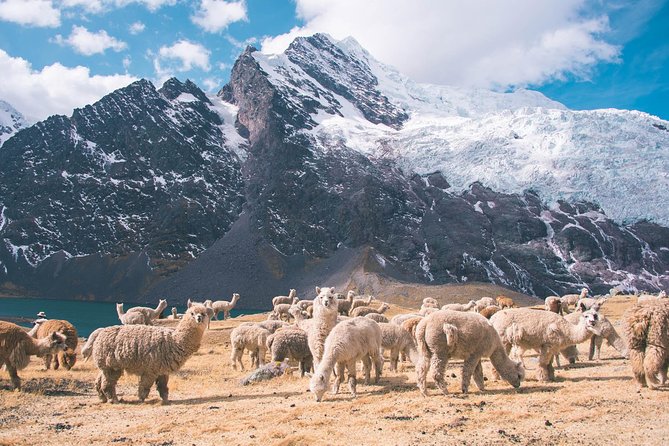 6 day Rainbow Mountain x Ausangate Trek - FlashpackerConnect - Day 4: Palomani Pass, the highest point, and Puca Cocha