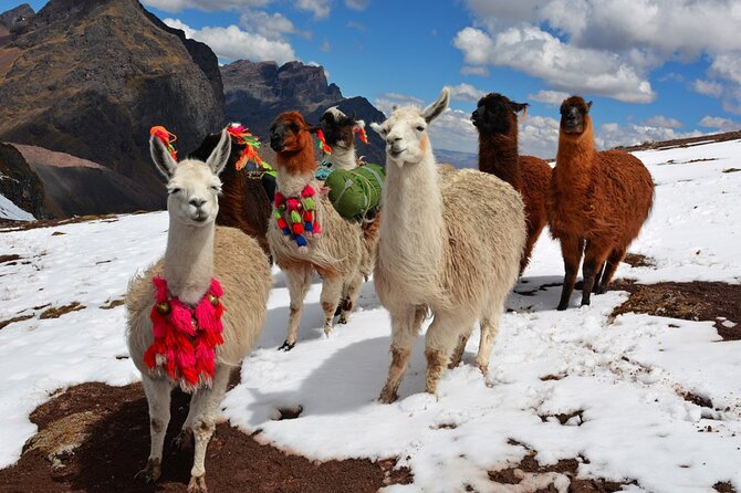 6-Day Tour of Cusco Magico-Machu Picchu-Rainbow Mountain - How hard is this six-day schedule?