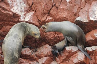 7-Hours Tour in Paracas National Reserve with Pickup