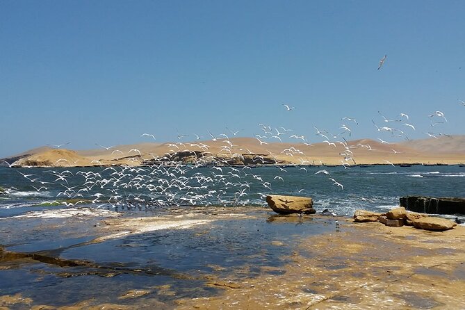 7-Hours Tour in Paracas National Reserve with Pickup - Is $38 good value?