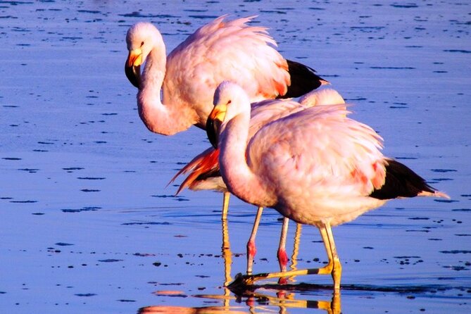 8-Hours Tour in Arequipa Laguna de Salinas with Pick-up - Laguna de Salinas and the famous mirror effect