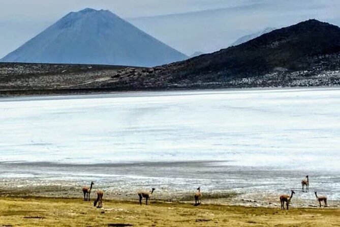 8-Hours Tour in Arequipa Laguna de Salinas with Pick-up - A short stop at the natural hot springs