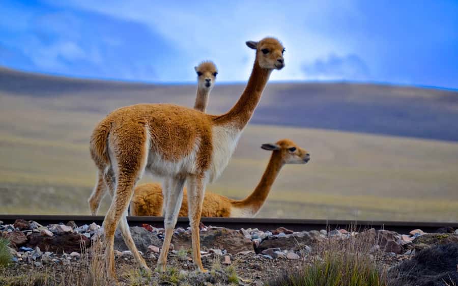 Adventure Day in Arequipa: Pillones Waterfall + Rock Forest - What the $40 price really covers