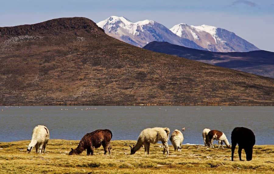Adventure Day in Arequipa: Pillones Waterfall + Rock Forest - Guides, transport, and reliability