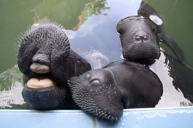 Amazon Rescue Center - Manatees Conservation Center Admission Ticket - Why CREA matters in the Amazon