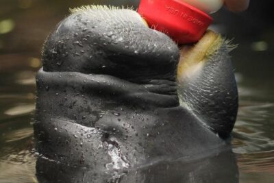 Amazon Rescue Center – Manatees Conservation Center Admission Ticket