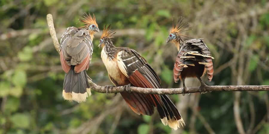 Amazonas Manu Cultural Zone 4 Days / 3 Nights - From Cusco’s high roads to the cloud forest