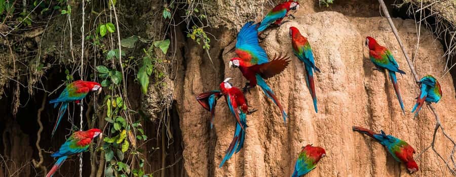 Amazonas Manu Cultural Zone 4 Days / 3 Nights - Machuhuasi Lagoon by raft