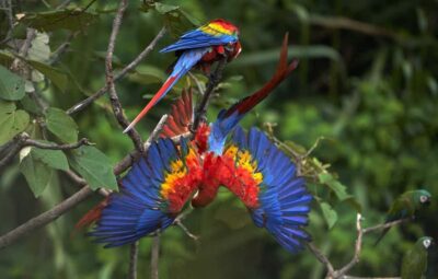 Amazonas Manu Cultural Zone 4 Days / 3 Nights