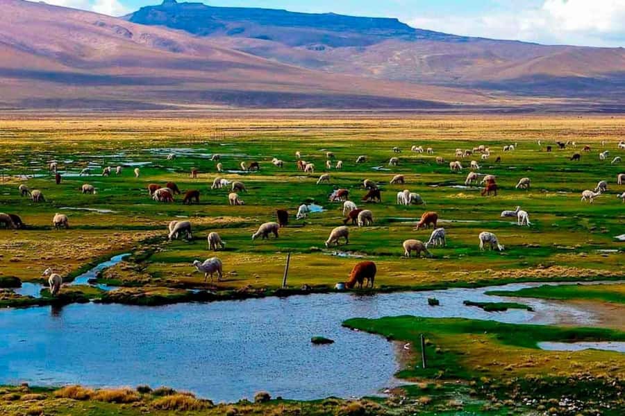 Arequipa: 1-Day Colca Canyon + Thermal Baths Tour - The three-hour ride to Chivay