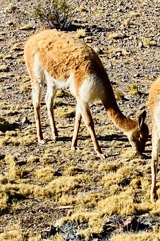 Arequipa: Catarata de Pillones and Bosque de Piedras Tour - What the $32 price really covers