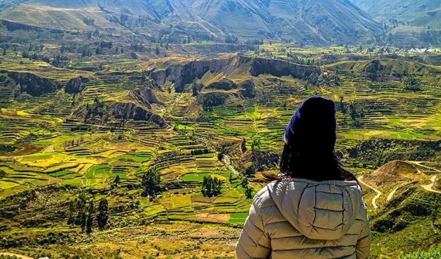 Arequipa: City and Country Tour - Incalpaca and the four South American camelids