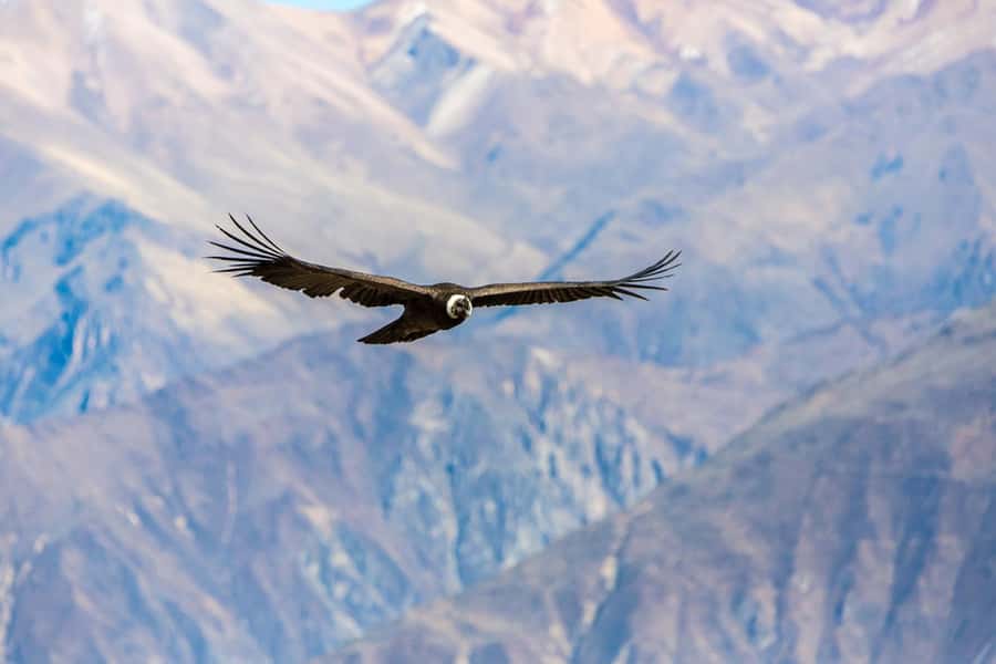 Arequipa : Colca Canyon 2-Day Adventure - Who will enjoy this two-day route