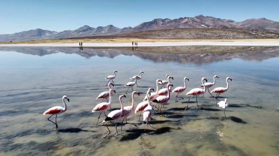 Arequipa: Full-Day Tour to Salinas Salt Lake - Salinas and Aguada Blanca: wildlife with a wide-open view