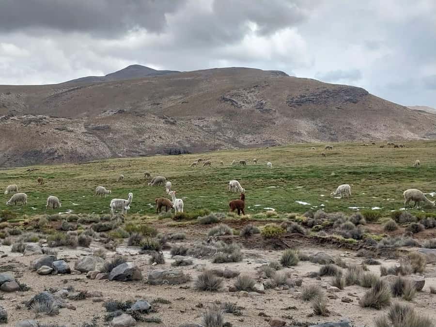 Arequipa: Full-Day Tour to Salinas Salt Lake - Lojen mini-volcanoes and the optional hot spring