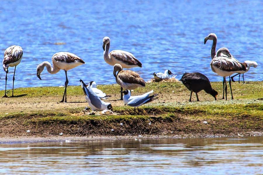 Arequipa: Fullday Colca Canyon + Lunch + Transfer to Puno - The afternoon transfer through high Andean country
