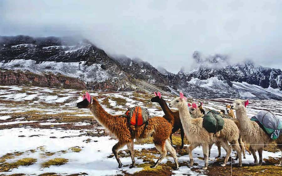 Arrive before the crowd to the Mountain in private service - What to pack for this high-altitude day