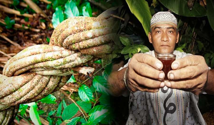 Ayahuasca Ceremony 1 Day in Cusco - Wachuma near Cusco, with an important name check