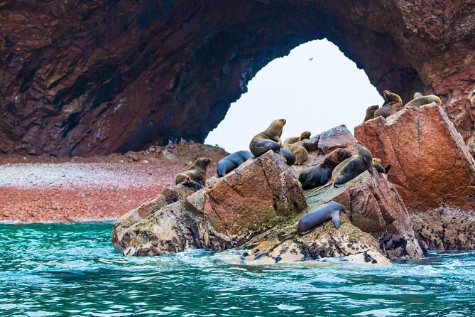 Ballestas island & Paracas reserve from PISCO CRUISESHIP TERMINAL - Why this four-and-a-half-hour outing works from a cruise ship