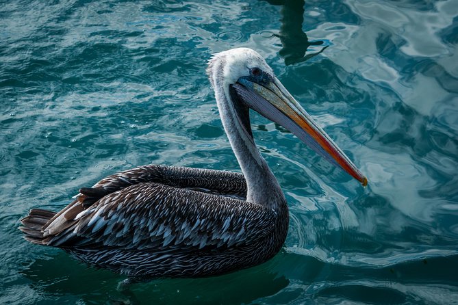 Ballestas island & Paracas reserve from PISCO CRUISESHIP TERMINAL - Group size and organization: the main weakness