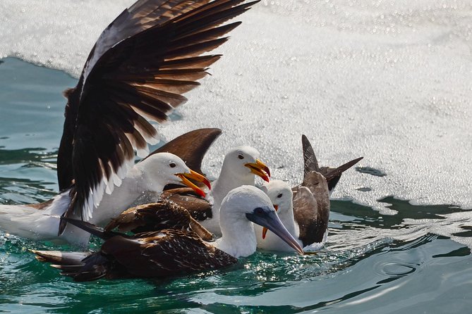 Ballestas island & Paracas reserve from PISCO CRUISESHIP TERMINAL - Is the $100 price good value?