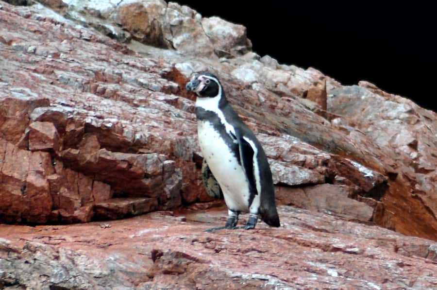 Ballestas Islands and Huacachina Oasis Half-Day Tour - From Paracas Harbor to the Ballestas Islands