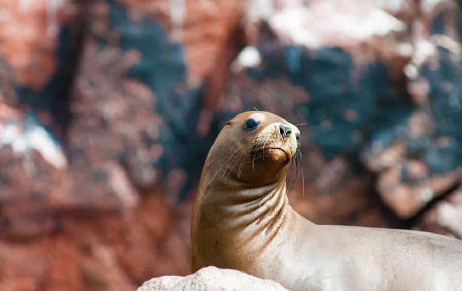 Ballestas Islands and Huacachina Oasis Half-Day Tour - Huacachina Oasis and the desert dunes
