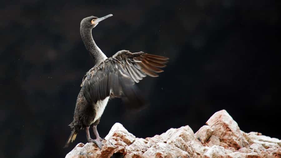 Ballestas Islands and Huacachina Oasis Half-Day Tour - El Candelabro, a giant mystery on the Paracas Peninsula