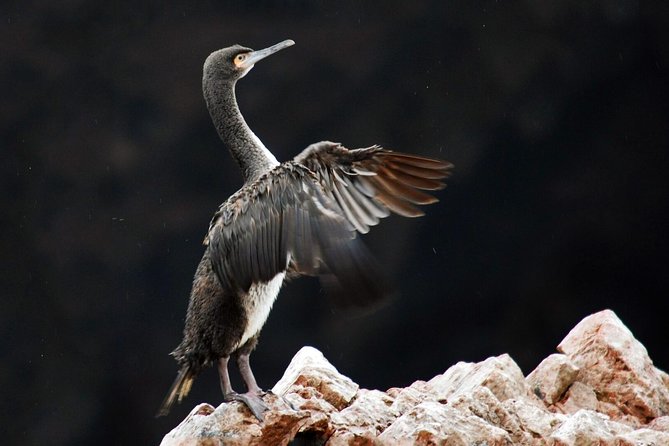 Ballestas Islands from San Martin Port CRUISESHIP TERMINAL - Is the $50 price a good deal?