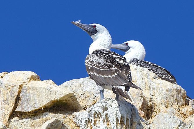 Ballestas Islands Group Tour from Paracas - The Candelabra on the Paracas Peninsula