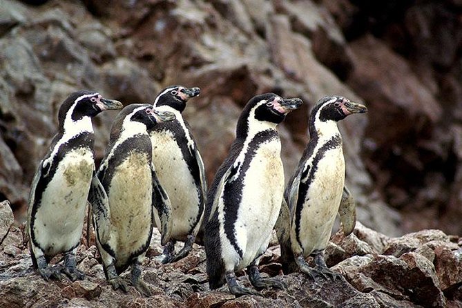Ballestas Islands Group Tour from Paracas - Caves, spray, and changing sea conditions