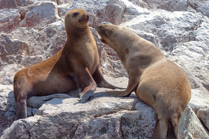 Ballestas Islands Group Tour from Paracas - What to bring for a better ride