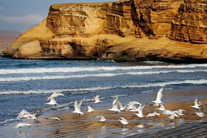 Ballestas Islands & National Reserve of Paracas from Ica - The guide and communication question